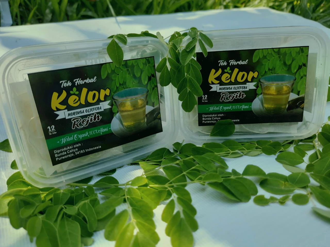 Teh Kelor Rejih Moringa Olivea