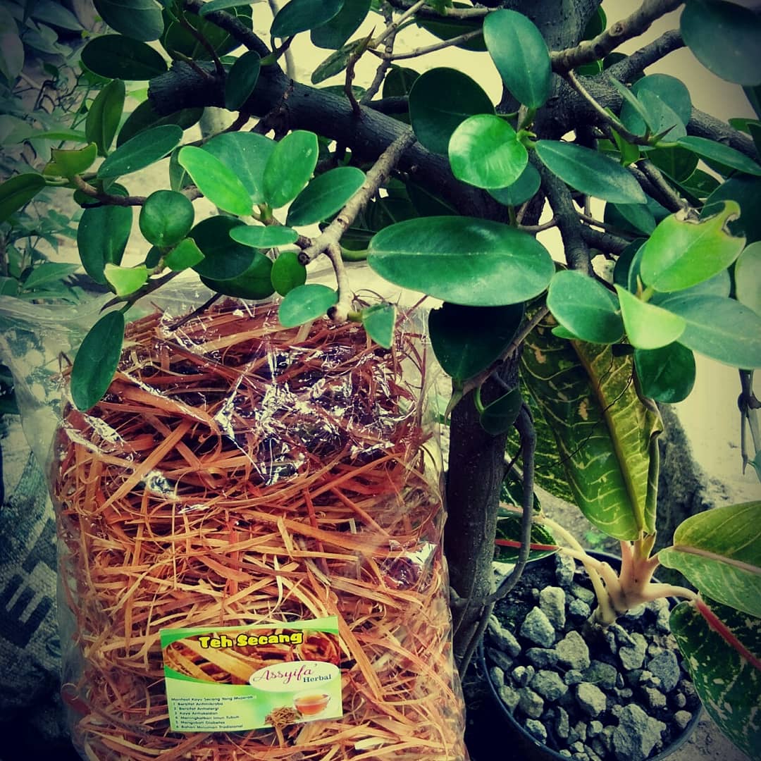 Teh Secang Assyifa Herbal