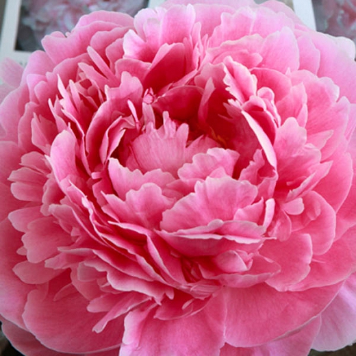 PT WELLNESS PINK PEONY GARDENIA